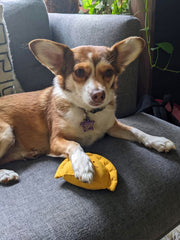 Natali Koromoto x Pawtas brand "Empanada" Squeaky Dog Toy