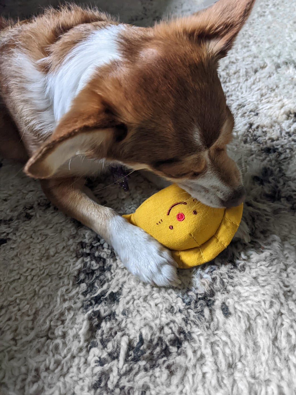 Natali Koromoto x Pawtas brand "Empanada" Squeaky Pet Toy