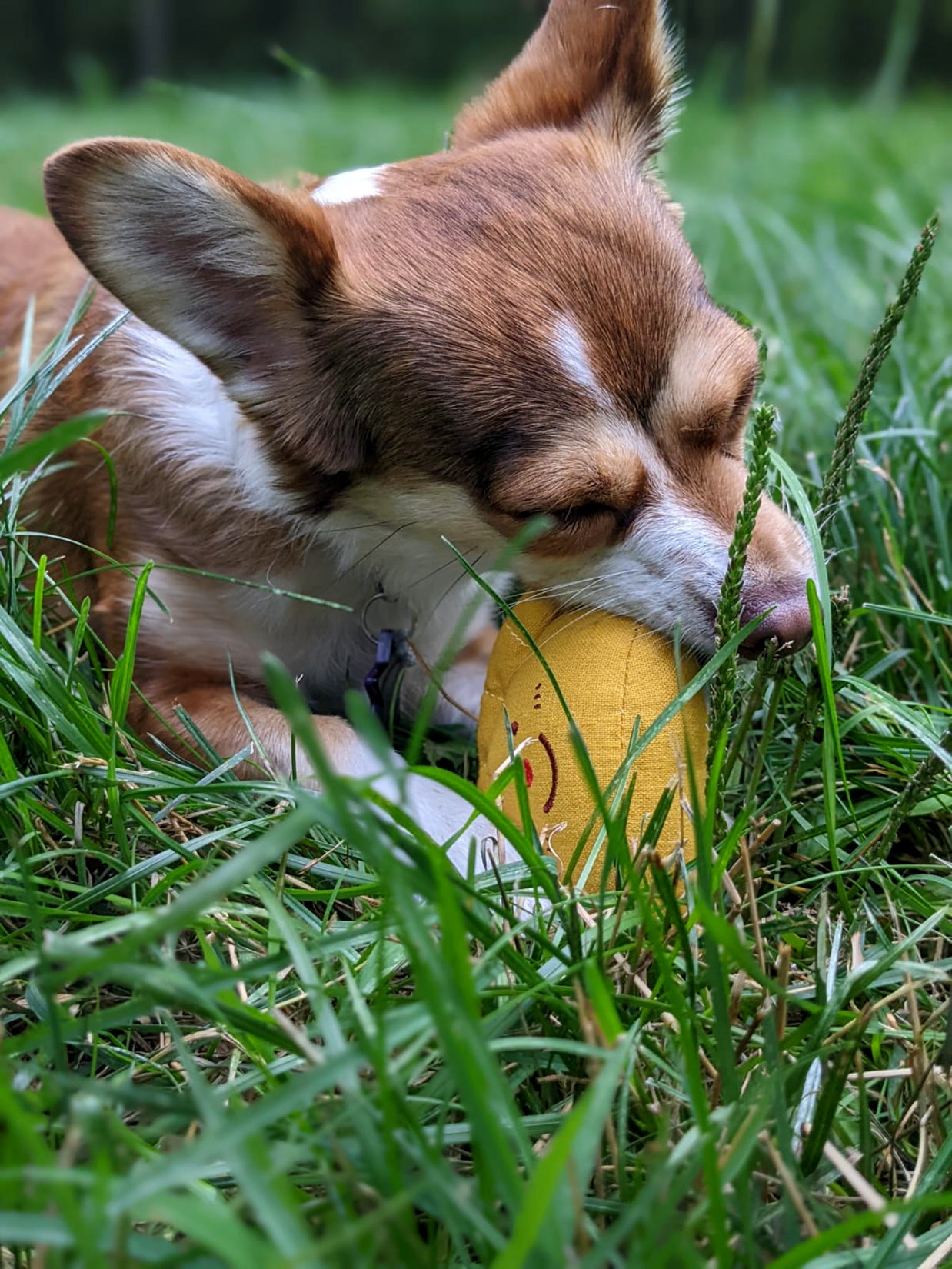 Natali Koromoto x Pawtas brand "Empanada" Squeaky Pet Toy